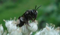 Andrena pilipes