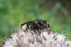 Andrena pilipes