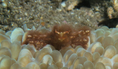 Achaeus japonicus