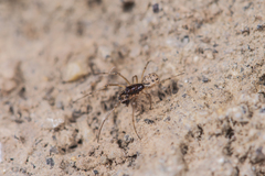 Pachygnatha tenera
