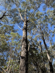 Eucalyptus sieberi