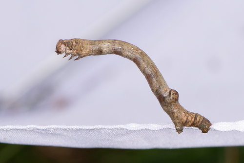 Scorched Wing, photo 6 of 7
