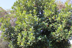 Artocarpus heterophyllus