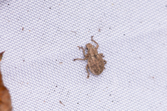 Strophosoma capitatum