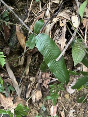 Grypothrix triphylla