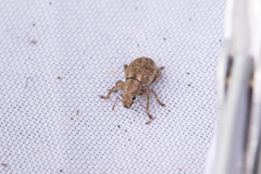 Strophosoma capitatum