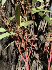 Eucalyptus sieberi