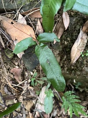 Grypothrix triphylla