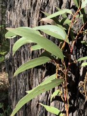 Eucalyptus sieberi