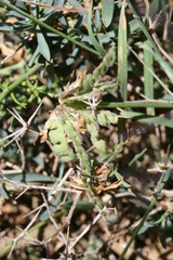 Hippocrepis unisiliquosa