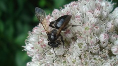 Andrena pilipes