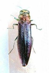 Agrilus