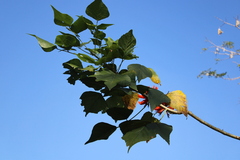 Erythrina variegata