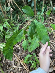 Turpinia formosana