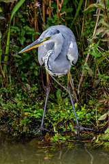 Ardea cinerea