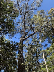 Eucalyptus sieberi
