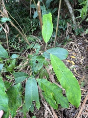 Turpinia formosana