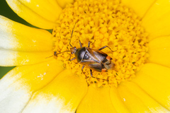 Deraeocoris flavilinea