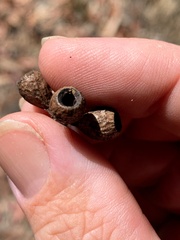 Eucalyptus sieberi
