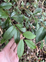 Ilex ficoidea