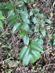 Ilex ficoidea