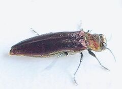 Agrilus