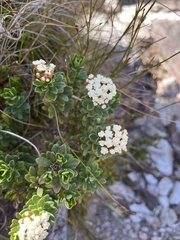 Ozothamnus rodwayi