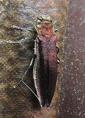 Agrilus