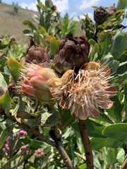 Protea welwitschii