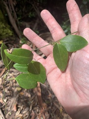 Vincetoxicum barbatum