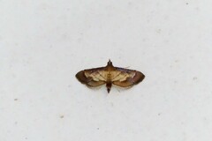 Cnaphalocrocis trebiusalis