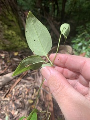 Vincetoxicum barbatum