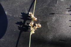 Juncus subsecundus