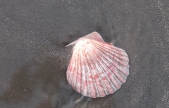 Aequipecten tehuelchus