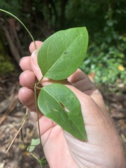 Vincetoxicum barbatum