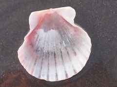 Aequipecten tehuelchus
