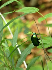 Protaetia speciosissima