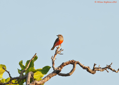 Pyrocephalus rubinus saturatus