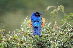 Lamprotornis superbus