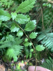 Fieldia australis