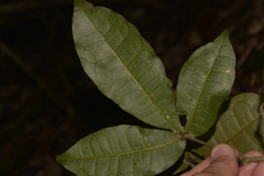 Acronychia pubescens