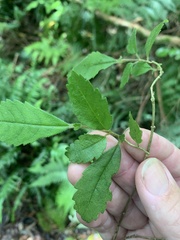 Fieldia australis