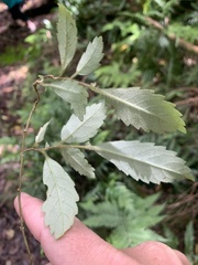 Fieldia australis