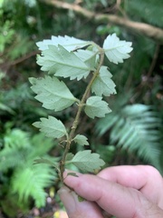 Fieldia australis