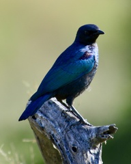 Lamprotornis australis