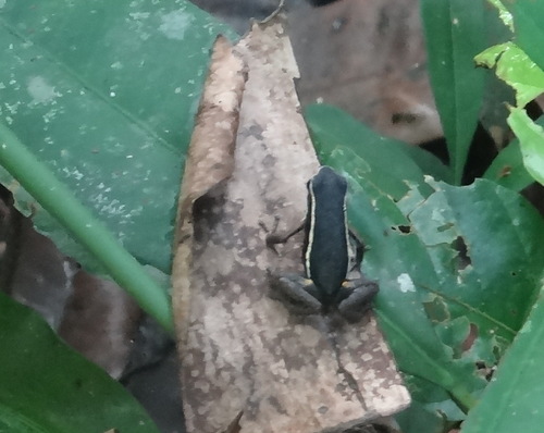 Yurimaguas Poison Frog
