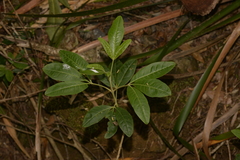 Melicope micrococca