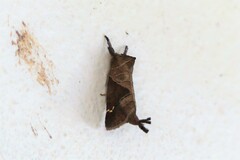 Clostera costicomma