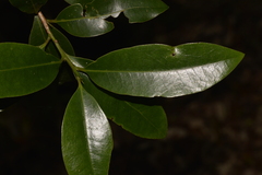 Litsea reticulata