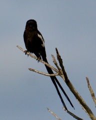 Lanius melanoleucus